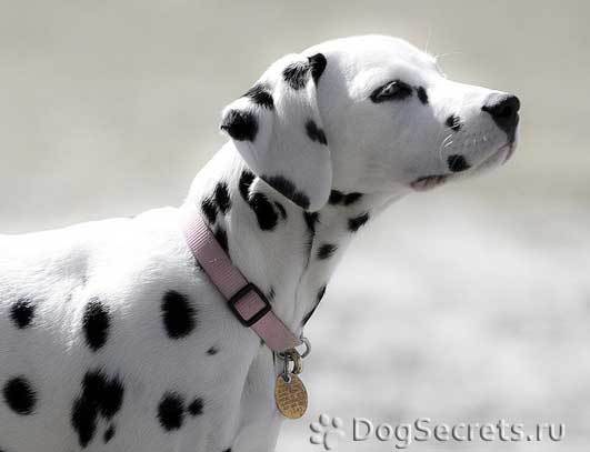 Алина Андреевна