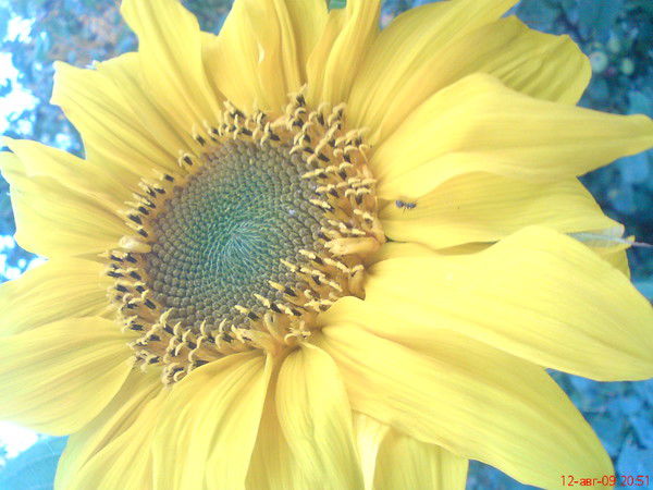 Татьяна Шамова