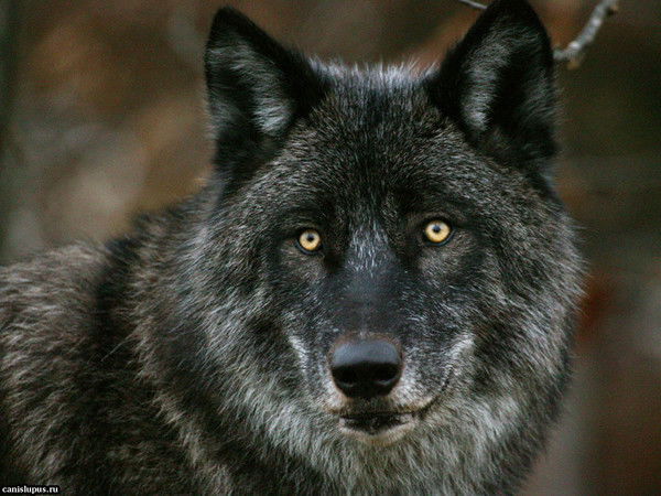 Дмитрий Сидоренко