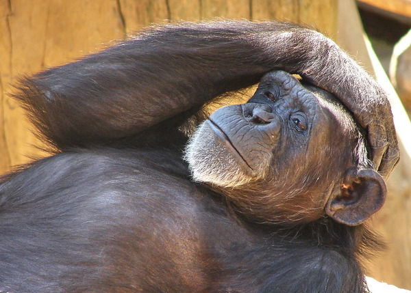 Александр Малафеев