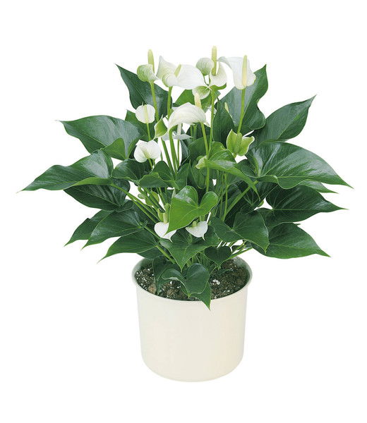 Гульнур Газиз