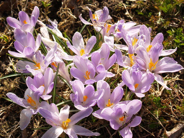 Нина Шупяцкая