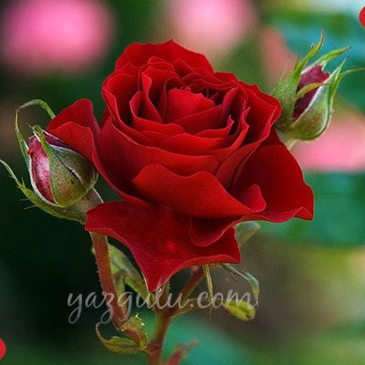 Эмилия Тапдыгова