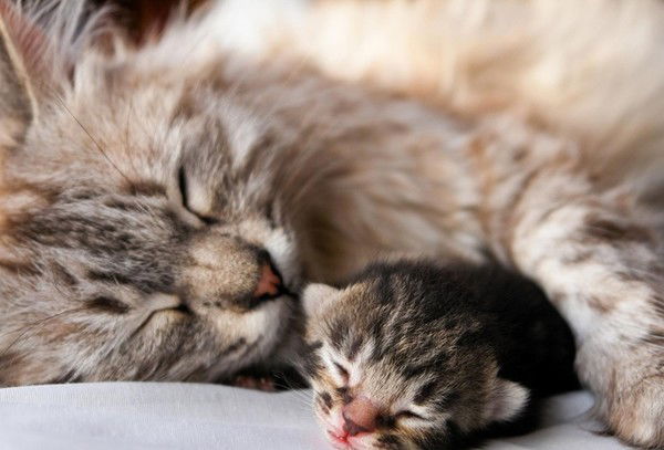 Елена Мотроненко