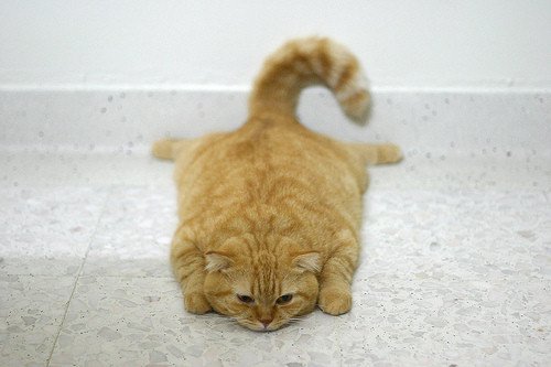 Костина Галина