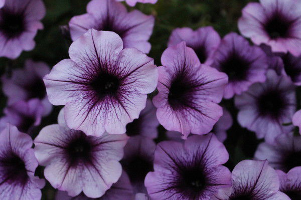 Ирина Роднищева