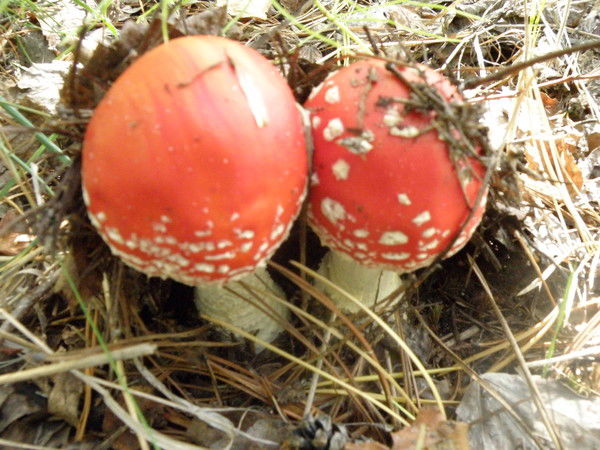 Ирина Харитонова