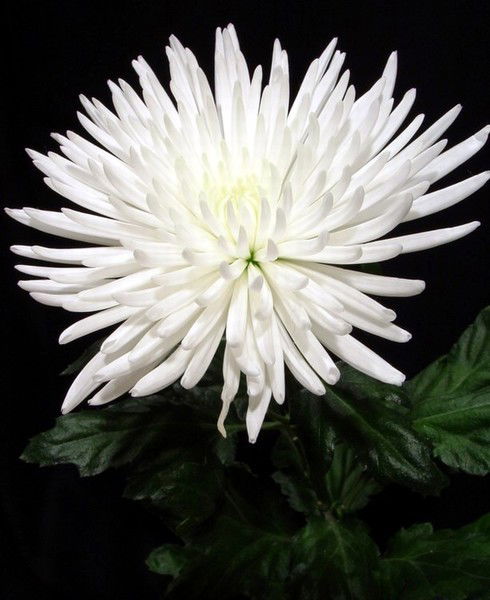 Елена Шнурко