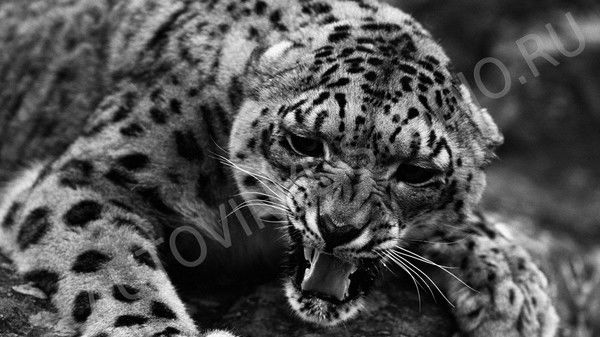 Джанаев Алан