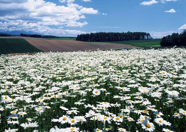 Айсулу Абдильдина