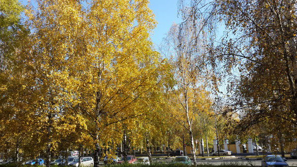 Наталья Ненашева