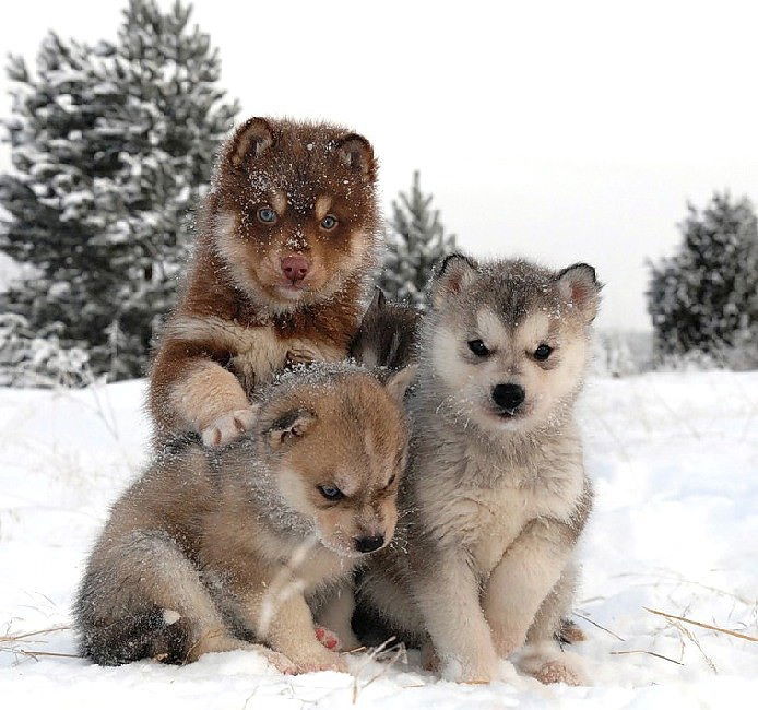 Твоя Печаль