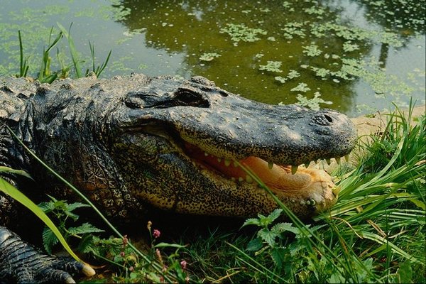 Владимир Владимир