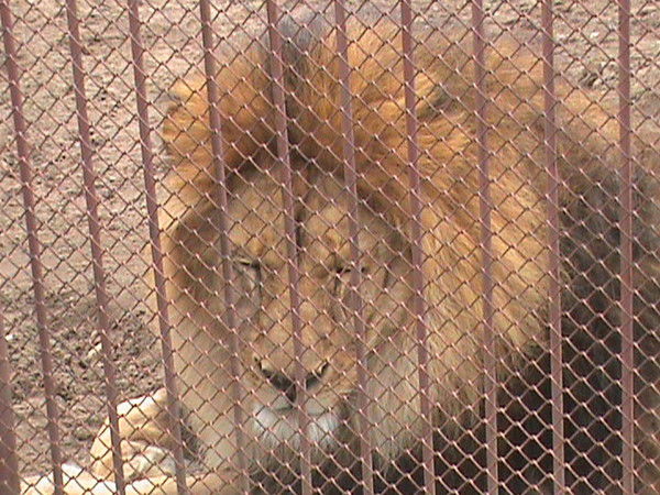 Роман Черкашин