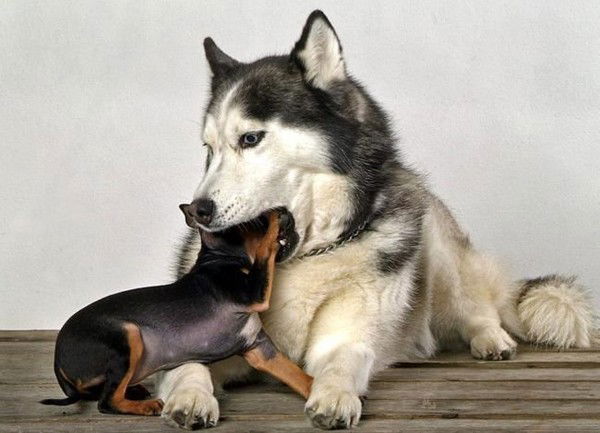 Саша Киврагский