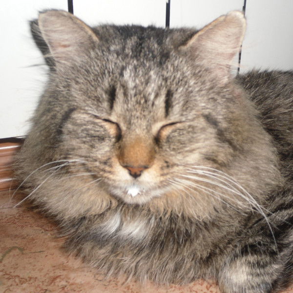 Александр Колохматов