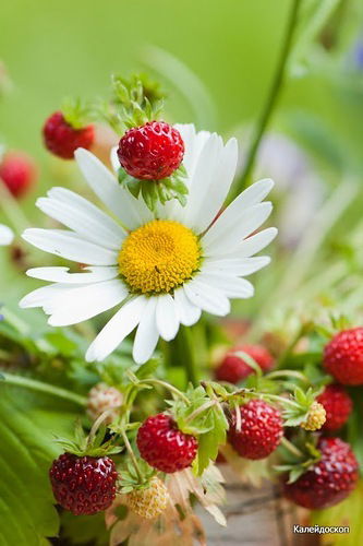 Елена Контанистова