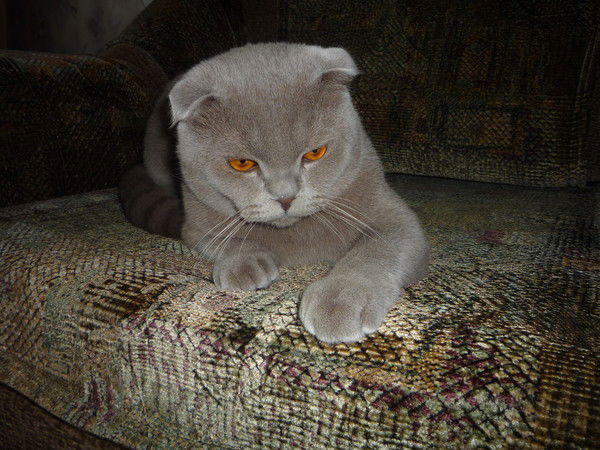 Светлана Церковная