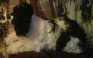 Светлана Колиниченко