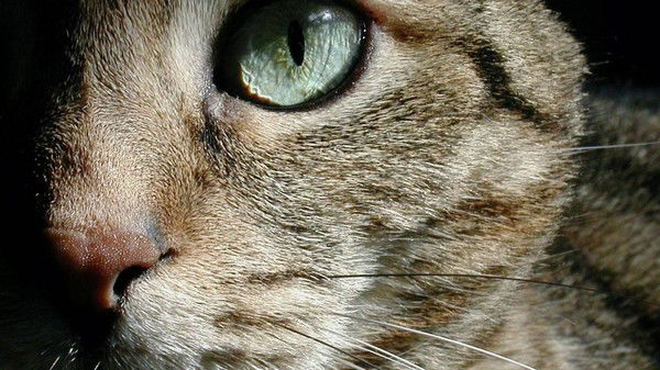 Катя Карпухина