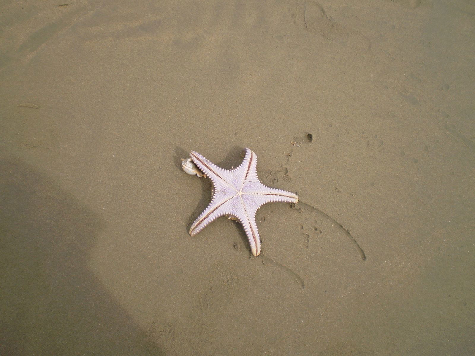 Олег Колесник