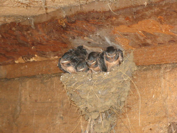 Надежда Дригунова