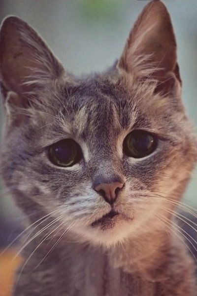 Ярик Яриков