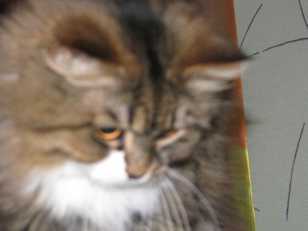 Антон Гарифьянов