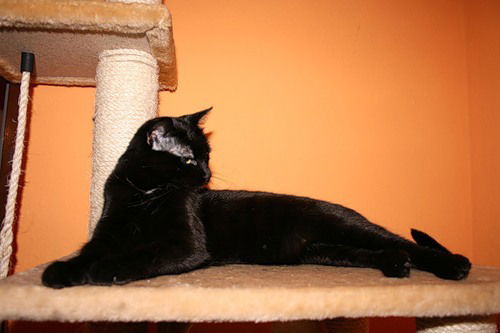 Ирина Молчанова