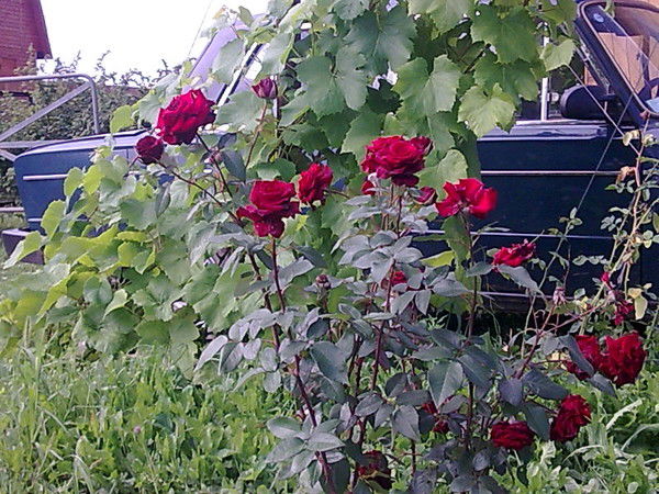 Степанников Андрей