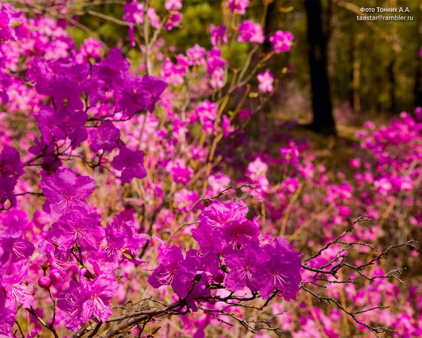 Ксения Стародубцева