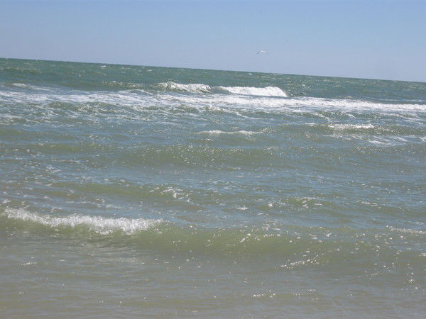 Елена Рыбась