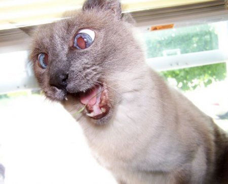 Александр Че Гевара