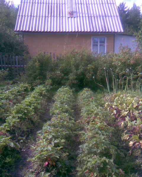 Андрей Попов