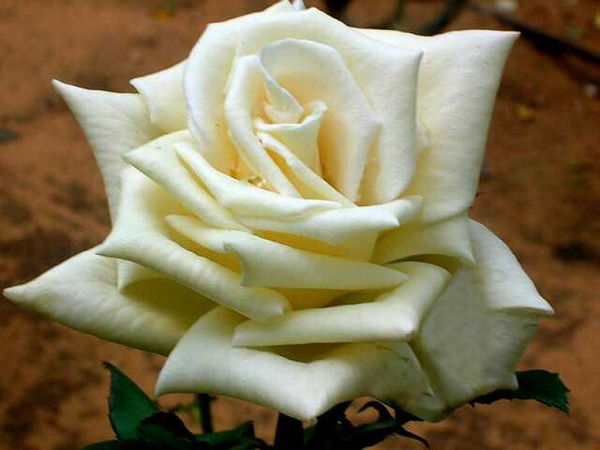 Гулнар Мухамбедиева