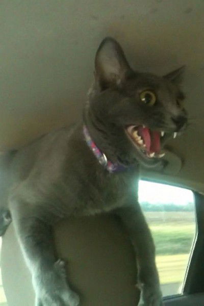 Валерий Васильев