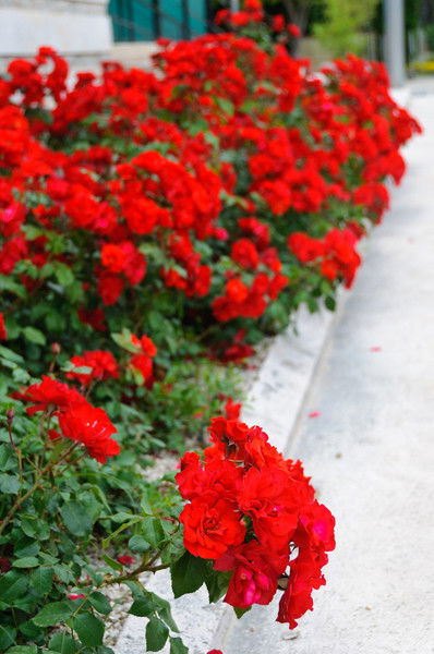 Даимат Алиевна Батова