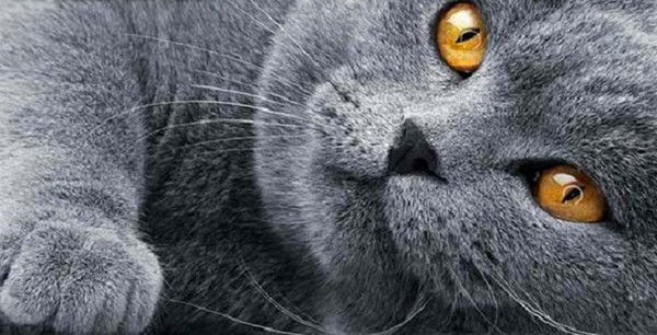 Просто Николаевич