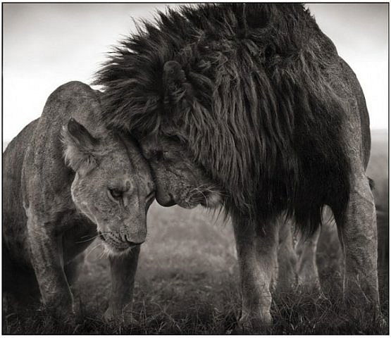 Вячеслав Чебану