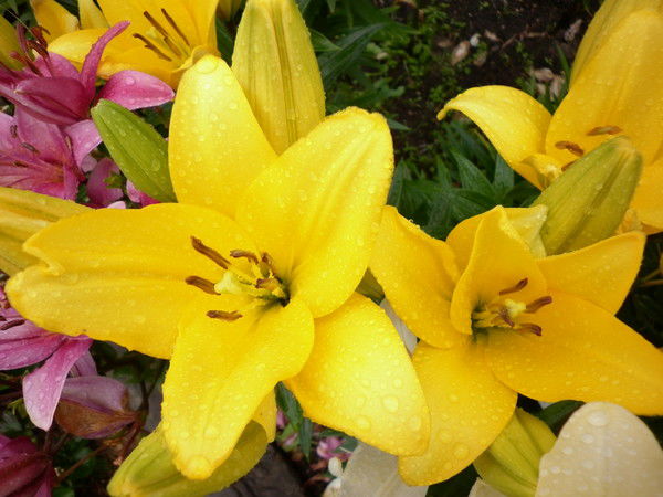 Екатерина Wwiijvnmikig