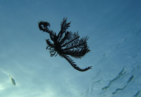 Елена Пономарева