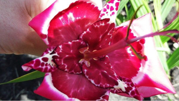 Назгуля Холмурзаева