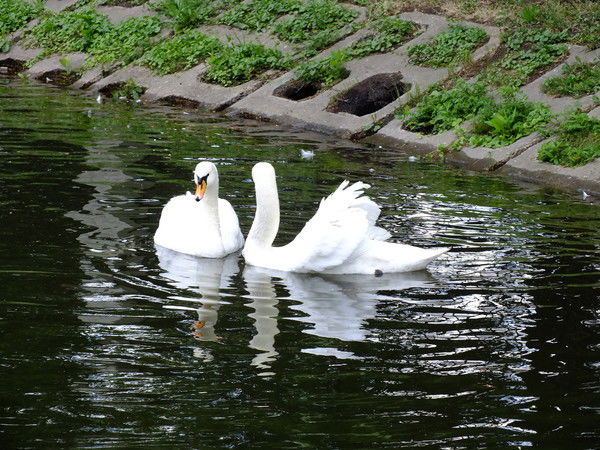 Эльвира Шарипова