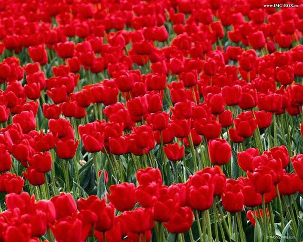 Салтанат Жакенова