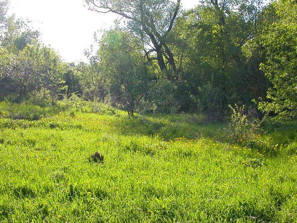 Виктория Ковалева