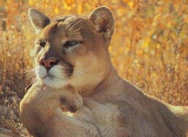 Виктория Немцова