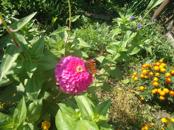 Елизавета Савчук