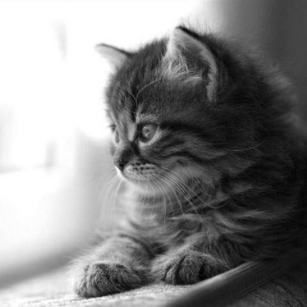 Ольга Красневич