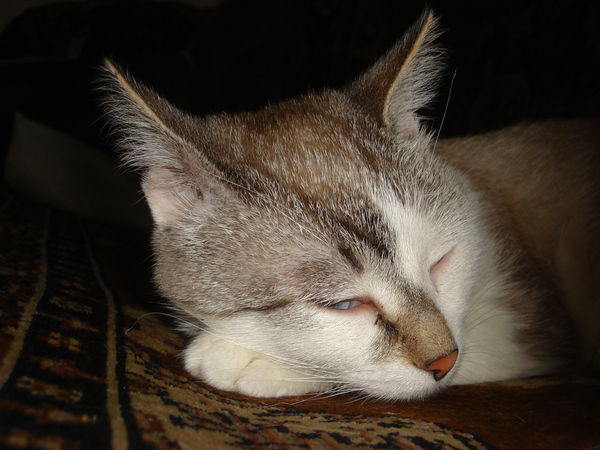 Petr Лоскутников