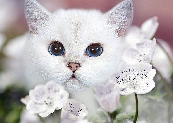 Мария Баканова